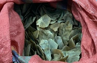 Mua vảy tê tê ở Bình Dương đem lên Cao Bằng bán