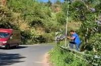 Bức xúc vì du khách bẻ hoa phượng tím ở TP Đà Lạt
