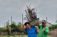 ‘Thủ phủ’ mai vàng rộn ràng vào vụ Tết
