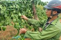 Gia Lai: Người dân bức xúc vì vườn chanh dây sắp đến kỳ thu hoạch bị chặt phá