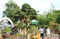 Ngắm dàn bonsai khủng trị giá hàng chục tỉ ở Quy Nhơn