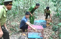 Bình Dương: Thả về rừng hàng trăm chim, thú quý hiếm
