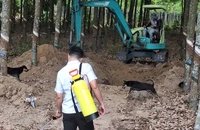 Bình Dương: Tiêu hủy hơn 6 tấn thịt heo thối phát hiện trên xe tải