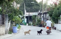 4 người tử vong vì bệnh dại tại TP.HCM: HCDC khuyến cáo tiêm vaccine kịp thời