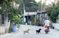 Bình Dương: Rất nhiều người bị chó cắn, người dân bức xúc