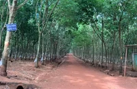 1 bảo vệ nông trường cao su ở Bình Phước bị truy sát