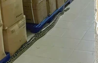 Trăn dài gần 2m bò trong Bệnh viện tỉnh Khánh Hòa