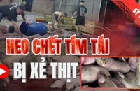 Điều tra: Thịt bẩn luồn lách đến bữa ăn - Kỳ 1: Heo chết tím tái bị xẻ thịt