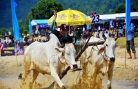 Không tổ chức Hội đua bò Bảy Núi năm 2020