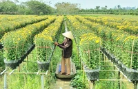 Làng hoa Sa Đéc: Hàng triệu giỏ hoa chuẩn bị ra chợ Tết