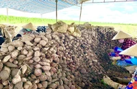 Thủ phủ khoai lang Miền Tây muốn xuất khẩu chính ngạch