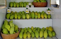Xoài Đồng Tháp chinh phục thị trường quốc tế