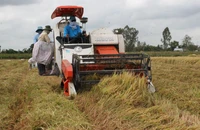 ĐBSCL: Cây lúa không thể đi một mình mà phải kết hợp với cây trồng khác 