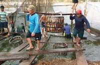Sắp diễn ra lễ hội cá tra tại Đồng Tháp