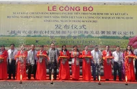 Gần 30 tấn khoai lang đầu tiên bán chính ngạch sang Trung Quốc