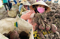 Vĩnh Long tổ chức Festival Nông sản Việt Nam