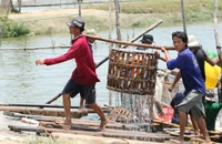 Quy hoạch tỉnh Đồng Tháp: Cá tra sẽ là ngành kinh tế nông nghiệp chủ lực của tỉnh 