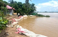 Đồng Tháp khẩn trương khắc phục sạt lở bờ sông Tiền