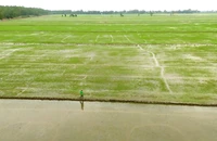 Vườn Quốc gia Tràm Chim: Phát triển mô hình lúa sinh thái kết hợp bảo tồn sếu đầu đỏ
