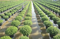 Làng hoa Sa Đéc tạo điểm tham quan độc đáo, thử nghiệm hoa mới...chuẩn bị đón Tết