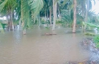 Nước biển dâng phá bờ bao, nguy cơ sập toàn bộ tường hắt sóng tuyến kè Hiệp Thạnh