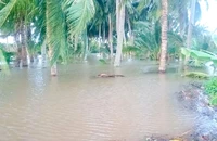 Trà Vinh công bố tình huống khẩn cấp sự cố sạt lở đê bao khu vực Cồn Hô