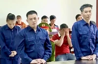 Vĩnh Long: Giả vờ hỏi mua rồi lén đào trộm cây mai tiền tỉ