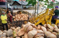 Sôi động làn sóng khởi nghiệp từ dừa, nhiều sản phẩm độc đáo xuất hiện