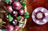 Vườn cây độc lạ thu hút khách dịp Tết ở vùng biên Đồng Tháp 