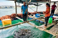 Nuôi cá lồng bè ở đảo Nam Du: Sinh kế giữa trùng khơi và đòn bẩy từ vốn tín dụng