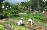 Vườn rau Lộc Hưng. Ảnh: PLO