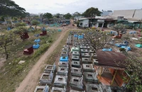 Phó Chủ tịch TP.HCM chỉ đạo sớm điều chỉnh quy hoạch nghĩa trang Bình Hưng Hòa