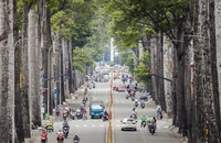 Chủ tịch TP.HCM chỉ đạo rà soát hệ thống cây xanh, đảm bảo an toàn mùa mưa bão