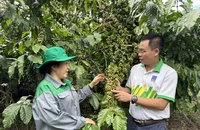 'Cho mùa bội thu' nhờ sử dụng phân bón hợp lý
