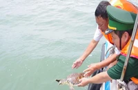 Người dân Vũng Tàu mua đồi mồi để thả lại biển