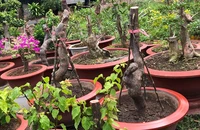 Bắt đối tượng cưa trộm hoa giấy trên đường đẹp nhất Vũng Tàu