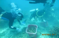 Bà Rịa-Vũng Tàu: Phục hồi thành công san hô khu Ramsar Côn Đảo