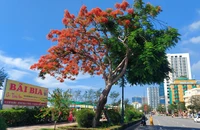 Cận cảnh cây phượng 'hai lòng' ở Vũng Tàu khiến vạn người muốn check in