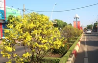 Con đường hoa mai với 1.000 cây, dài 5 km 'độc nhất vô nhị' ở Việt Nam