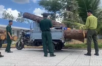 'Lâm tặc' phá rừng, trộm gỗ quý ở Khu Bảo tồn thiên nhiên Bình Châu - Phước Bửu