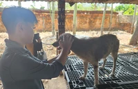 Phát hoảng khi nhìn cận cảnh trạm cứu hộ chó mèo đang gây 'bão' mạng xã hội 
