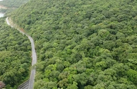 Chuyển mục đích sử dụng 1,92 ha rừng đặc dụng để làm nhà máy xử lý rác Côn Đảo