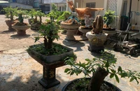 Bị phạt và tịch thu 42 cây mai kiểng không rõ nguồn gốc