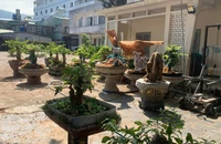 Hạt Kiểm lâm Côn Đảo thông tin vụ tịch thu 42 cây mai kiểng