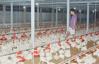 Trang trại treo chuồng vì giá thức ăn leo thang