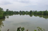 Tòa tuyên phải bán đất vì đã lớn tuổi mà còn ở xa đất