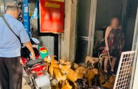 Cần bổ sung quy định quản lý nuôi chó số lượng lớn