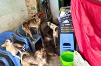 Vụ hộ dân nuôi 80 con chó: Hơn 10 tháng vẫn chưa đóng phạt