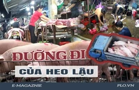 Ớn lạnh lò mổ heo '4 không' - Bài 3: Heo lậu đến từ đâu và đi về đâu?
