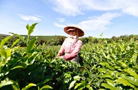 Lễ hội trà Quốc tế lần đầu tiên được tổ chức tại Lâm Đồng